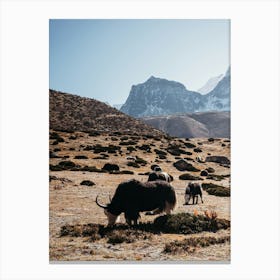 Yaks grazing in the mountains of Nepal | Himalaya travel photography Canvas Print