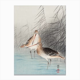 Two Bar Tailed Godwits, Ohara Koson Canvas Print