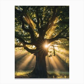 Sunbeams Through A Tree 1 Canvas Print