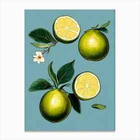 Limes And Lemons Canvas Print