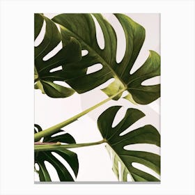Monstera Plant - Minimal Gallery Wall Art Print Canvas Print