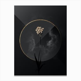 Shadowy Vintage Chincherinchee Botanical on Black with Gold n.0081 Canvas Print