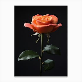 Orange Rose On Black Background 3 Canvas Print