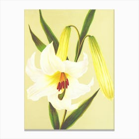 Lily Of The Valley 3 Canvas Print