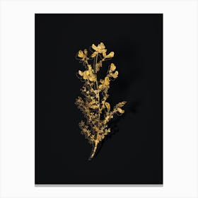 Vintage Adenocarpus Botanical in Gold on Black n.0257 Canvas Print