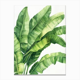 Watercolor Banana Leaves Canvas Print