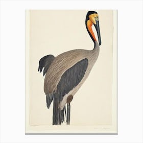 Brown Pelican Illustration Bird Canvas Print
