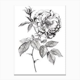 Black And White Rose Line Drawing 4 Canvas Print