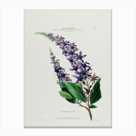 Lilac 4 Canvas Print