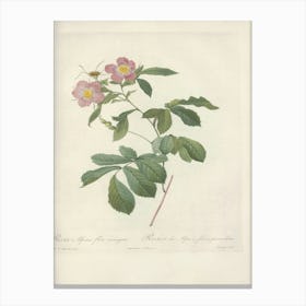 Rose Illustration, Pierre Joseph Redoute (86) Canvas Print