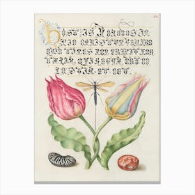 Gesner S Tulip, Ichneumon Fly, Kidney Bean, And Scarlet Runner Bean From Mira Calligraphiae Monumenta, Joris Hoefnagel Canvas Print