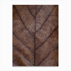 Brown Autumn Hues Oak Leaf Canvas Print
