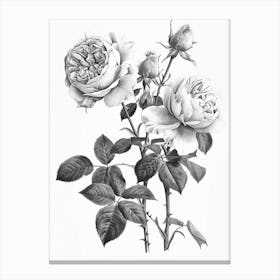 Roses Sketch 23 Canvas Print