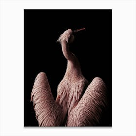 Pink Pelican Canvas Print