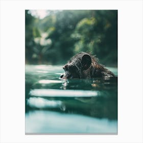 Chimpanzee Swimming In Water Canvas Print