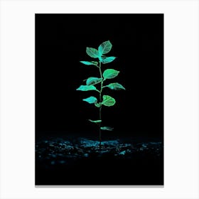 Green Plant In The Dark 2 Canvas Print