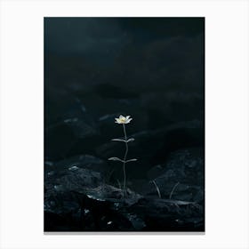 Single Flower In The Dark 91 Canvas Print