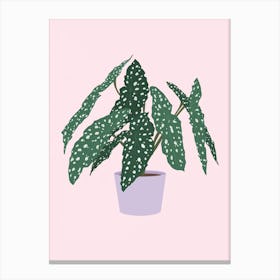 Begonia Houseplant Canvas Print