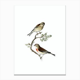 Vintage Common Linnet Bird Illustration on Pure White Canvas Print