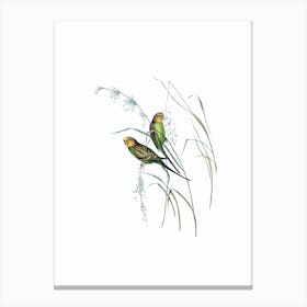 Vintage Warbling Grass Parakeet Bird Illustration on Pure White n.0039 Canvas Print
