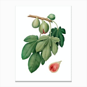 Vintage Fig Botanical Illustration on Pure White n.0661 Canvas Print
