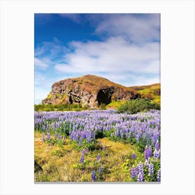 Lupine Field In Iceland 3 Canvas Print