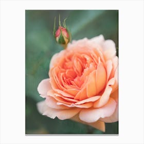 Peach Rose Canvas Print