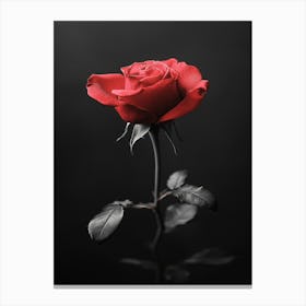 Black And Red Rose 3 Canvas Print