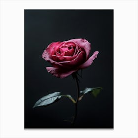 Single Rose On Dark Background Canvas Print