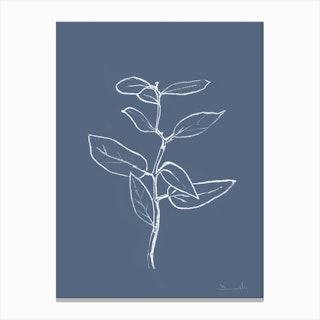Eucalyptus Sapling Canvas Print