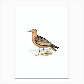 Vintage Red Knot Bird Illustration on Pure White n.0073 Canvas Print