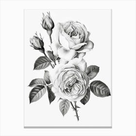 Roses Sketch 6 Canvas Print