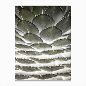 Agave Layers Canvas Print