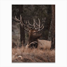 Bull Elk In Arizona Canvas Print