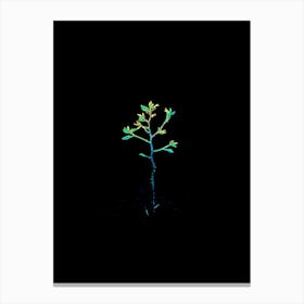 Tree In The Dark 9 Canvas Print