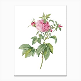 Vintage Pink Agatha Rose Botanical Illustration on Pure White n.0297 Canvas Print