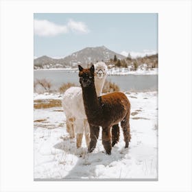 Winter Alpacas Canvas Print