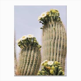 Saguaro Blooms Canvas Print