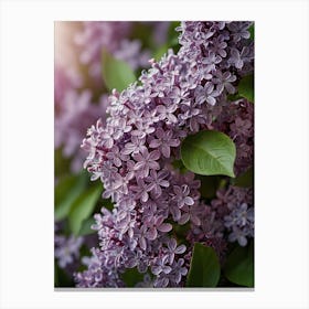 Lilas In Bloom Canvas Print