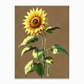 Sunflower Canvas Print