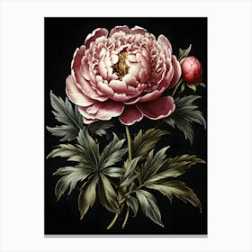 Peony 2 Canvas Print