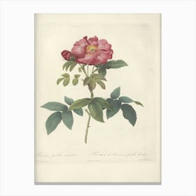 Rose Illustration, Pierre Joseph Redoute (84) Canvas Print