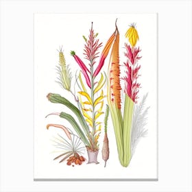 Helonias Root Spices And Herbs Pencil Illustration 1 Canvas Print