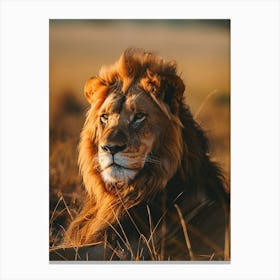 Lion In The Grass Canvas Print