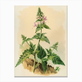 Vintage Illustration Mountain Spleenwort 1 Canvas Print