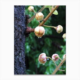 Flower Buds On A Tree Canvas Print