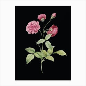 Vintage China Rose Botanical Illustration on Solid Black n.0629 Canvas Print