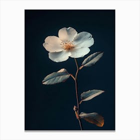 Single White Rose Canvas Print