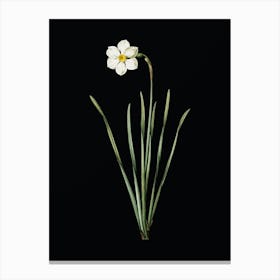 Vintage Narcissus Poeticus Botanical Illustration on Solid Black n.0860 Canvas Print