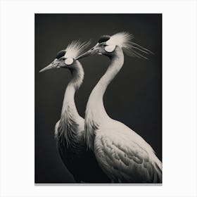 Cranes Monocrome Canvas Print